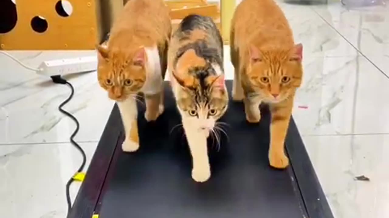 Cats workout