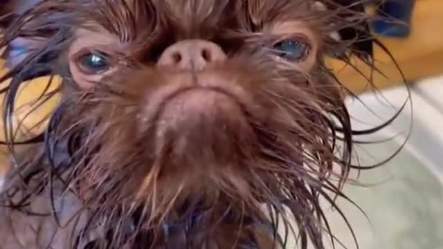 Cute dog