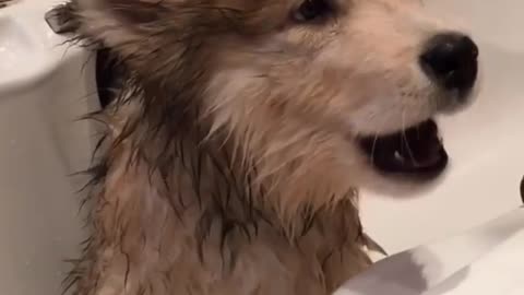 I am a talking dog