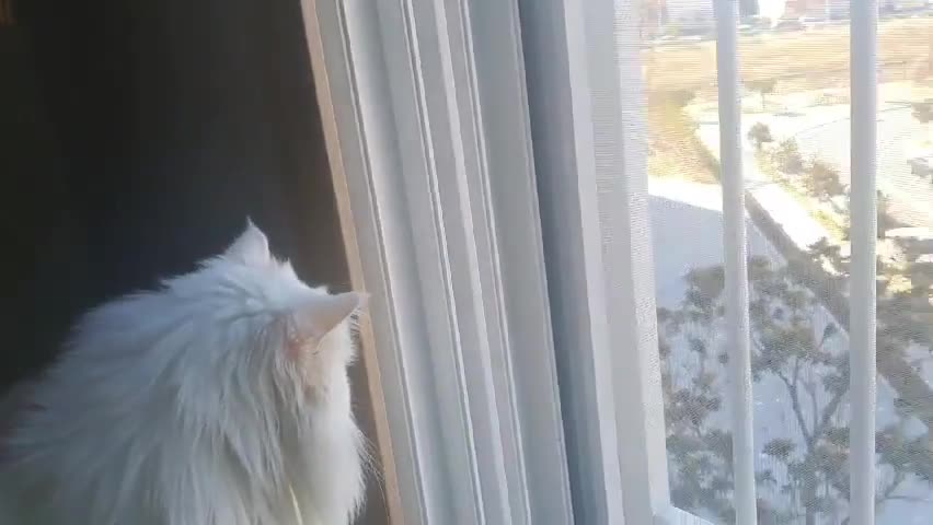 Turkish Angora (Other Eye)