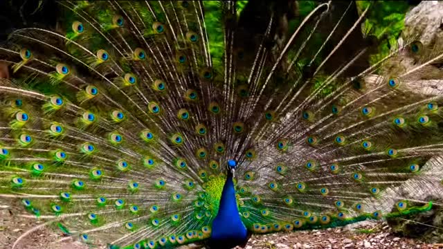 Latest version of the year|Beautiful peacock|Interesting pet dogs and cats