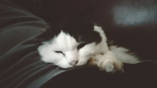 Cute Lazy Cat Sleeping All Day Long