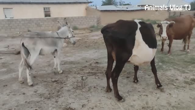 Donkey and Cow meet and try a second time