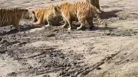 Tiger fight for one prey