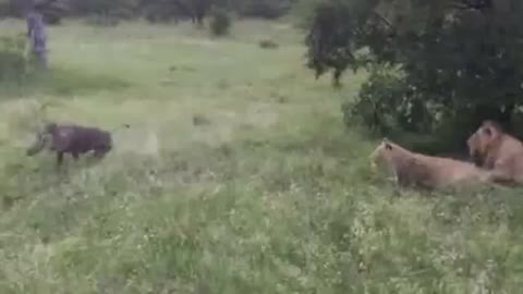 4 lions In A Shock