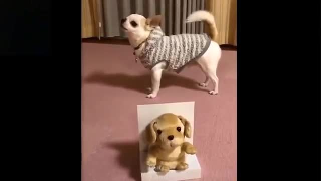 Cute And Funny Pets compilation - Dont miss these Funny Clips