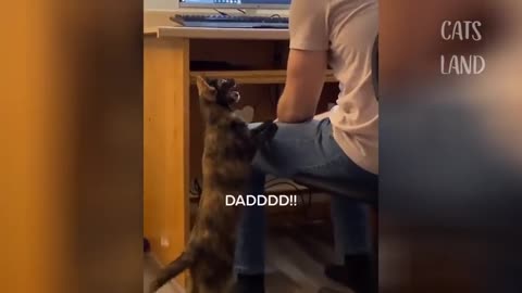 #FunnyCats #CuteCats #CatVideos