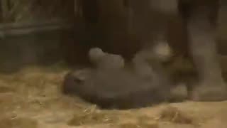 Baby elephant falls asleeps while standing.