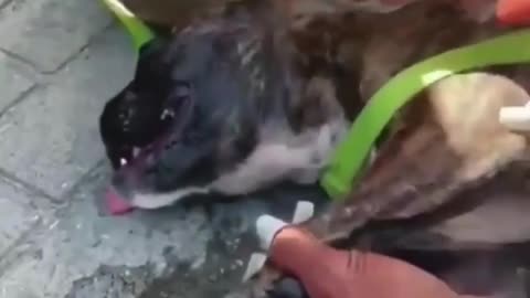 Brazilian Military Cops saving a dog locked in a car