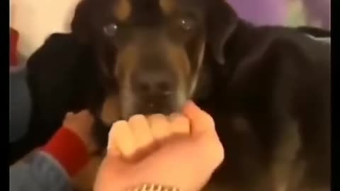 dog funny video