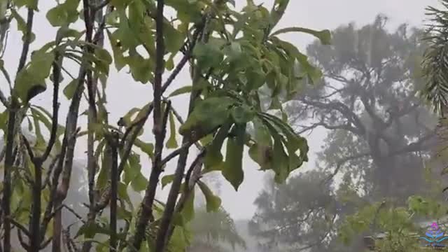 Rain video