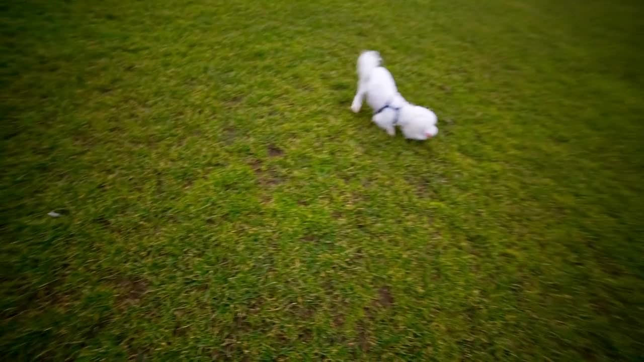 Running with Maltese puppy fetching toy