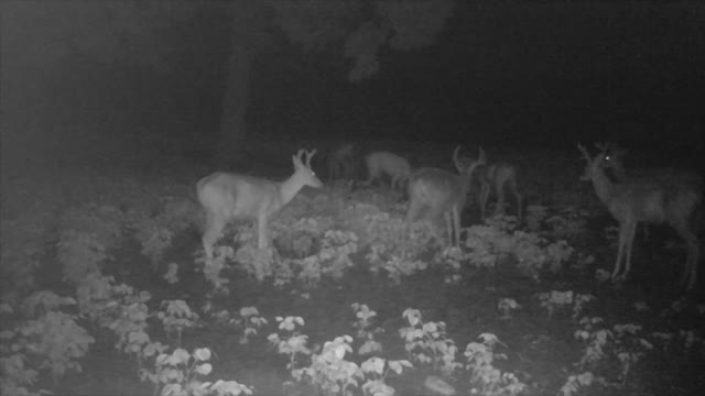 So Many Bucks...So Little Time! 8/9/22
