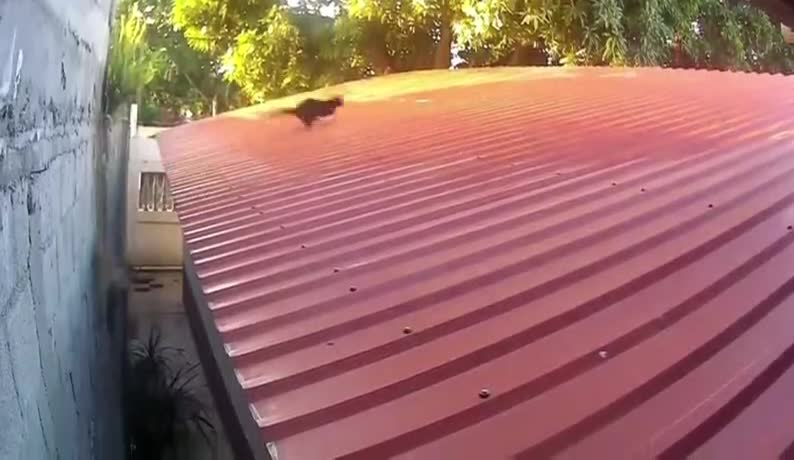 Ninja Cat