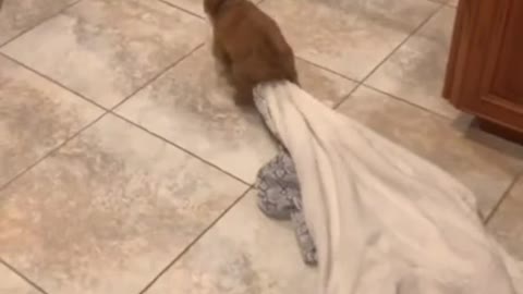 🐶_ #funny Cute Animals #shorts Video😂_ #trending #animals #reels