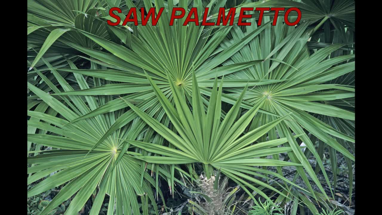 Saw palmetto