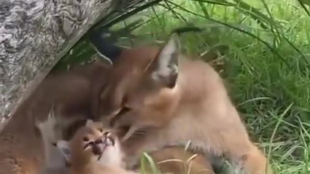 Funny animals _ funny reaction video # funny cute pets