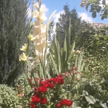 Gladiolus and roses