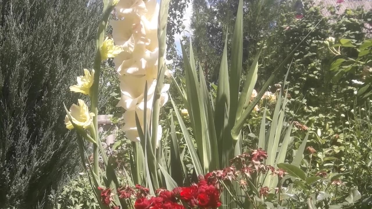 Gladiolus and roses