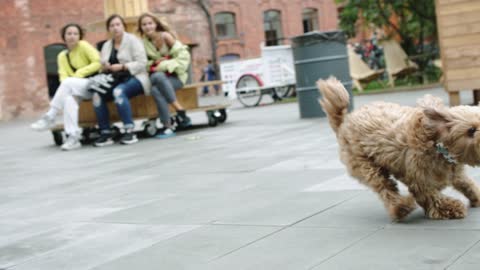 cute and Cheerful dog