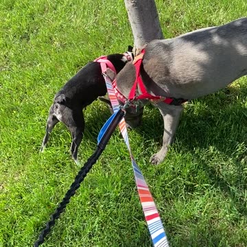 Just smelling every tree