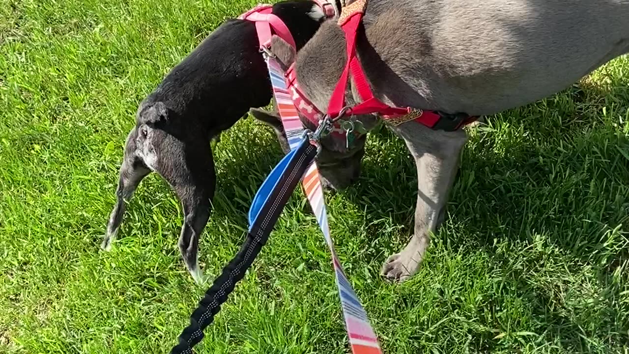 Just smelling every tree