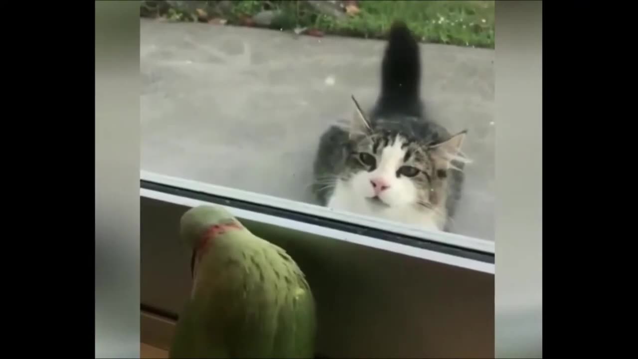 Funny Cat Vs Parrot - Parrot Pickaboo Cat