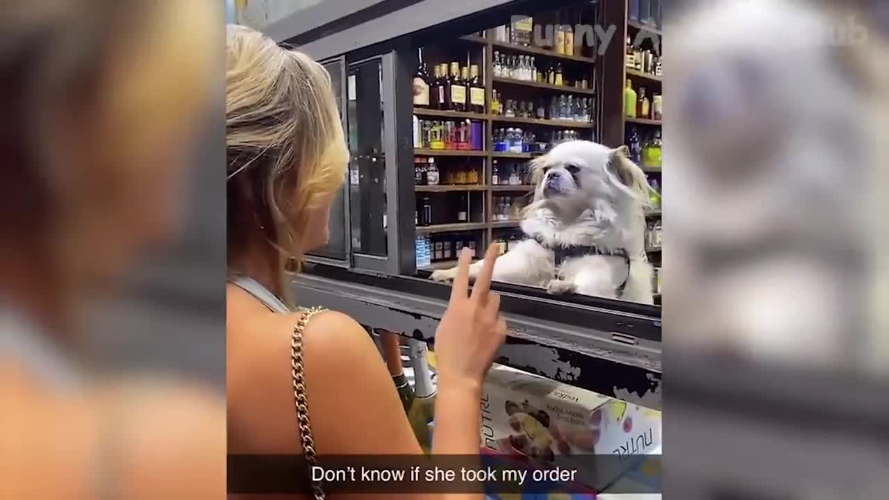 When you let your dog out so you can have five minutes peace