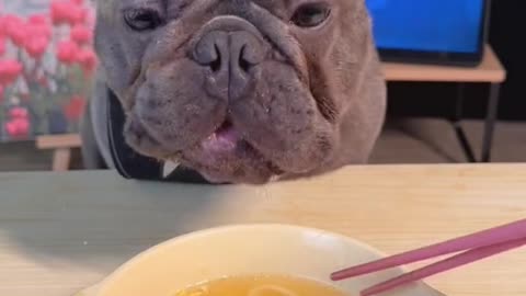 dog eat so cute #dogeat #mukbang #eat #dogs #dog