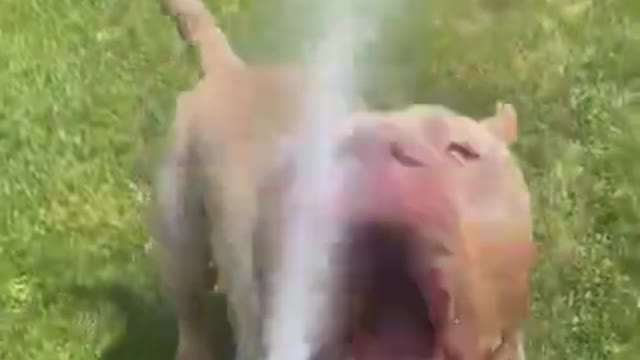 1.He bites the water 😅 #shorts