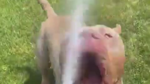 1.He bites the water 😅 #shorts