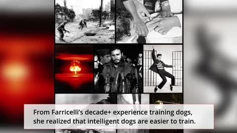 Brain Training For A Better And Happy Dog