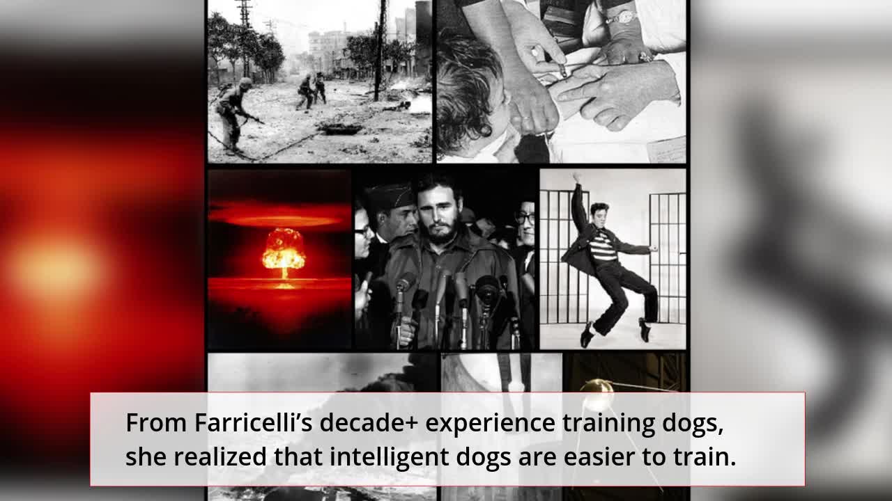 Brain Training For A Better And Happy Dog