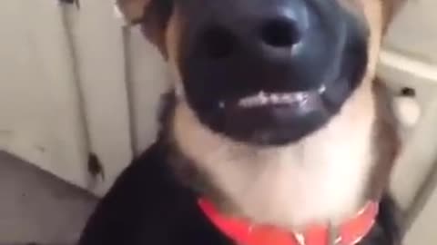 Vídeo mais fofo que você vai ver hoje