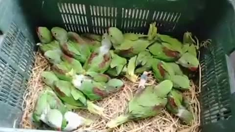 Parrots, children of parrot ,viral,rumble video