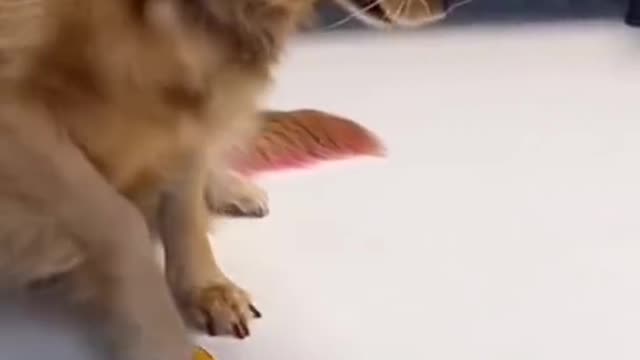 Cute Cats And Funny Dogs Videos Compilation