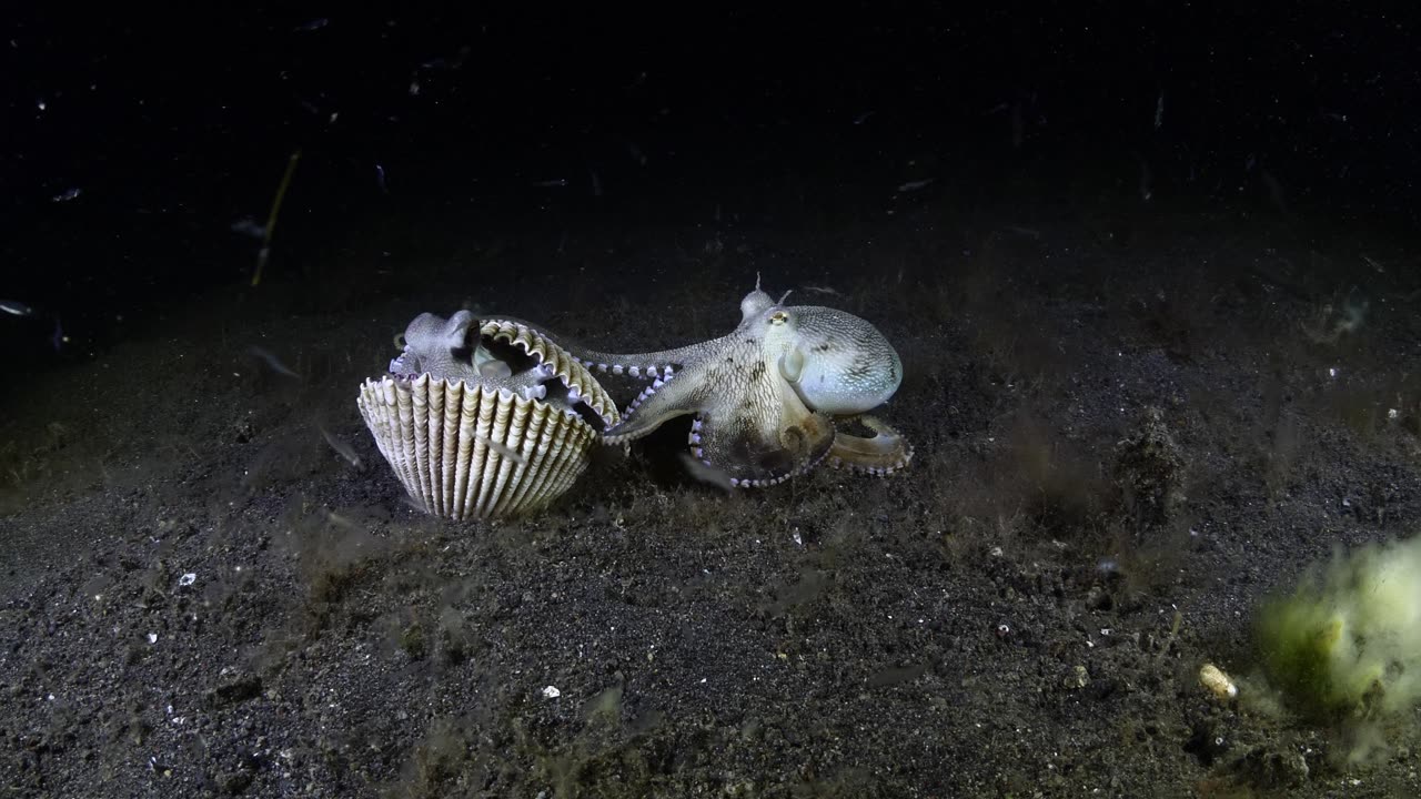 Octopuses Battle Over Shell