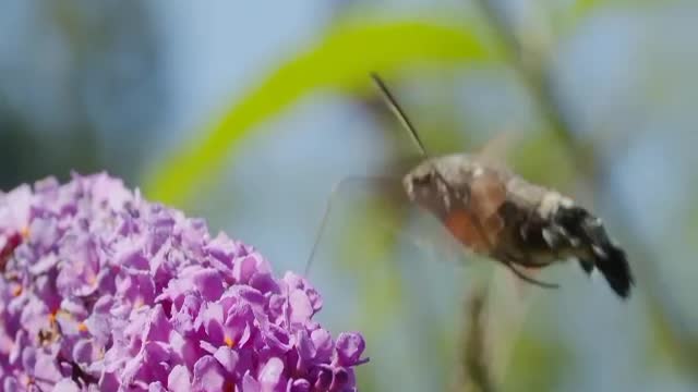 Nature of the world flowers