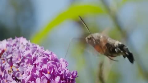 Nature of the world flowers