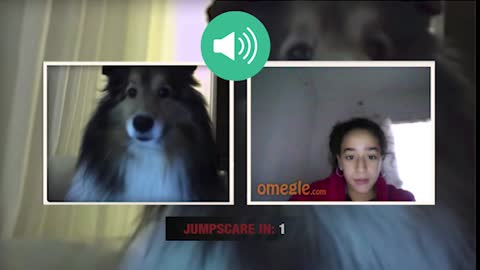 Omegle- Cute Dog JUMPSCARE PRANK