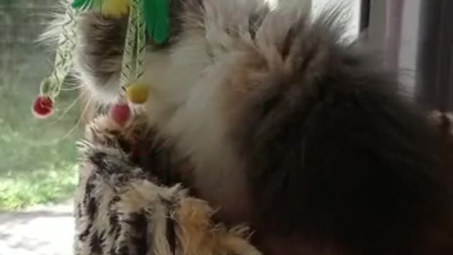 cute Persian cat from the Floratta official do Brasil cattery