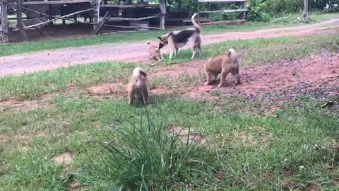 The puppies go out for the first time