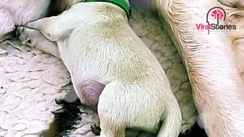 Golden Retriever Gives Birth To Something Unbelievable, Surprises Its Owner! MUST SEE!