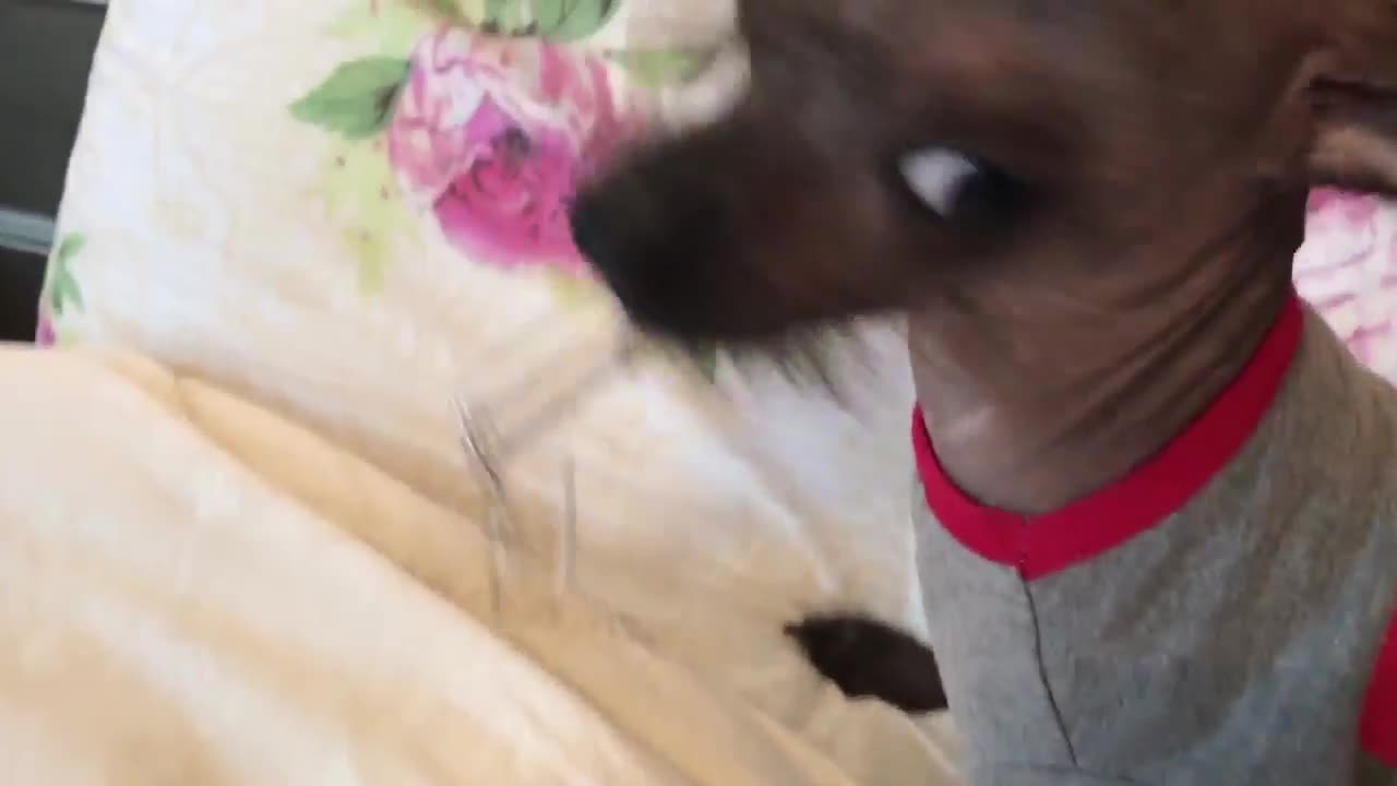 Poppy (Chinese Crested Dog) didn't want to let go of his laser pointer toy LOL