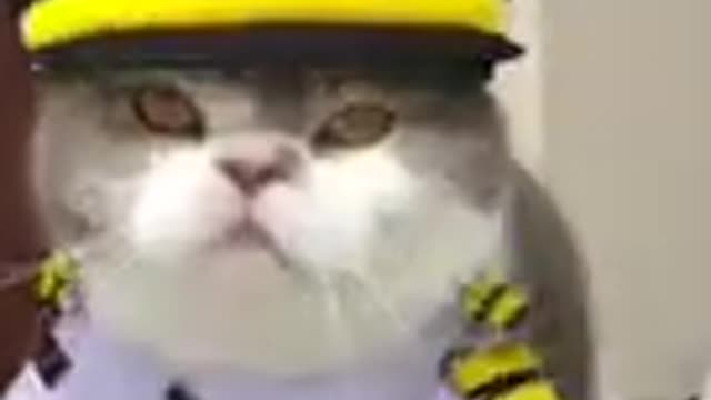 Beautiful and funny cat video!! Compilation#shots#97#usa