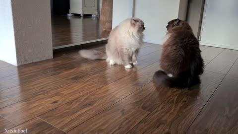 It's Time For Fluff Battle! Two Fluffy Cats Fighting