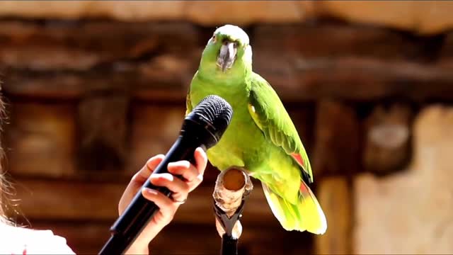 these birds have amazing choreography to appreciate their