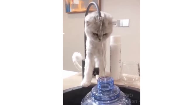 Cute And Funny cats Try Not To Laugh 6