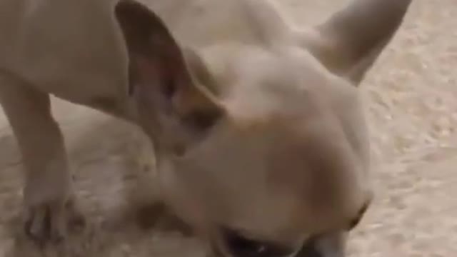 Dog video