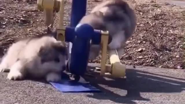 CUTE PUPPIES PLAYING 😍😍 (Funny and Cute Puppies)